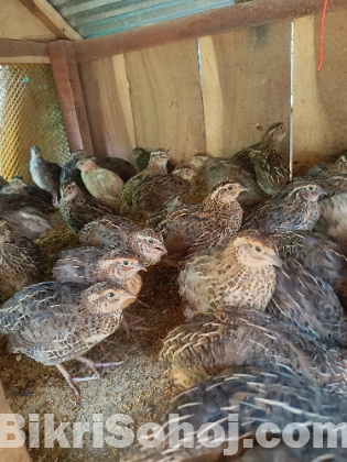 কোয়েল পাখি